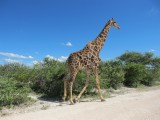 Namibia Hochzeit, Reise, Bilder, Fotos - img_5462.jpg